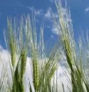 AGRANA - Neue Vertragsmodelle fr Ethanolgetreide der Ernte 2010