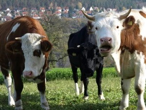 nderungen der Tierschutzverordnung in der Schweiz