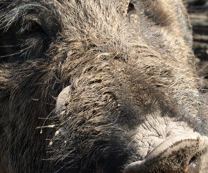 Afrikanische Schweinepest gefhrlich