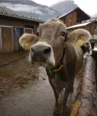 Agrarmarkt: Rinderpreis