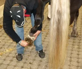Ausbildung Pferdewirt