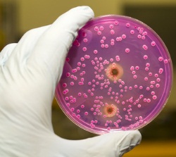 Bakterienforschung