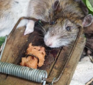 Bekmpfung von Ratten