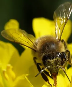 Bestubungsleistung von Bienen