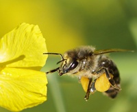 Bienen besser geschtzt?