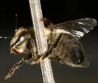 Bienen halten - einfach - kologisch - wesensgem 