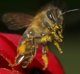 Bienen in der EU schtzen