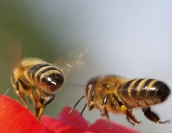 Bienenhaltung Hessen