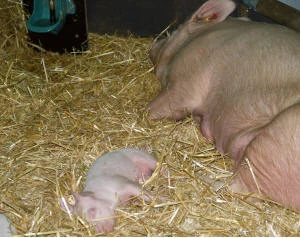 Bio-Schweinefleischproduktion