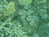 Biologin:lteppich bedroht auch Korallen vor Florida Keys 