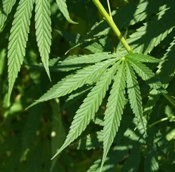 Cannabis-Anbau im Libanon