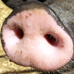 Chinesische Schweine sind direkte Nachkommen der ersten Zchtungen
