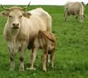 DLG verleiht Zertifikate DLG-Herdenmanager Milchvieh