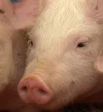 Dioxin im Schweinefleisch 