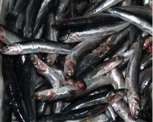 EU-Fischereipolitik