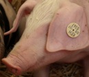 EU-Schweinefleischexporte 2008