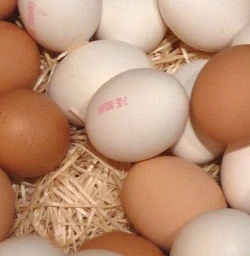 Eier-Kennzeichnung