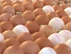 Eierproduktion 2019