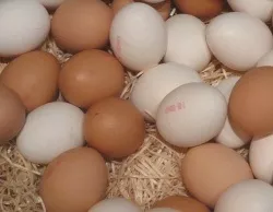 Eierproduktion Baden-Wrttemberg