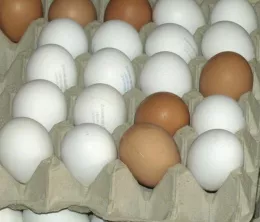 Eierproduktion Bayern 2019