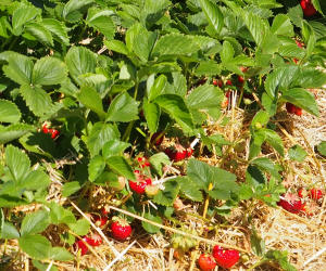 Erdbeeren aus Thringen