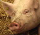 Erfolg fr Schweinemster: Einstweilige Verfgung aufgehoben - Schweinehalter darf wieder aufstallen