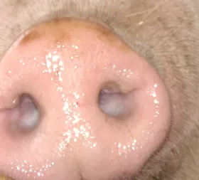 Filterpflicht Schweinehaltung