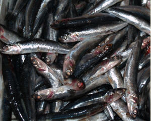 Fischfangquoten
