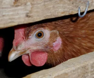 Gefhrliche Vogelgrippe in Frankreich