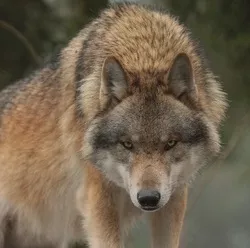 Gefhrlicher Wolf?
