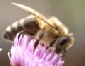 Gehirn der Biene kann Duftklassen unterscheiden