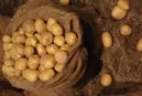 Genkartoffel Anbau