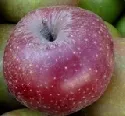 Geringere Apfelernte im Jahr 2008, Erntemenge von Pflaumen und Mirabellen ber dem Vorjahresergebnis