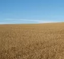 GetreideanbauThringen