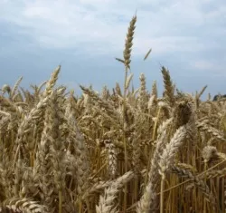Getreideernte 2020 Rheinland-Pfalz