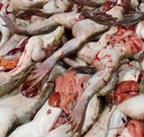 Getrocknet oder gegrillt  Froschhandel in Westafrika