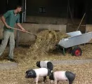 Herdenmanager Schwein