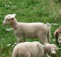 Herdenschutz fr Schafe