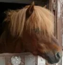 Hessisches Agrarministerium: Pferd im Kreis Marburg-Biedenkopf und Kreis Kassel an ansteckender Blutarmut erkrankt
