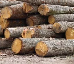 Holzeinschlag 2022