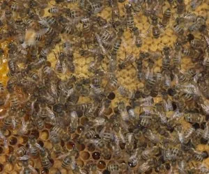 Honigproduktion Deutschland