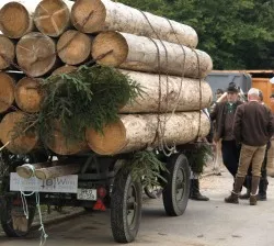 Illegaler Holzeinschlag Rumnien