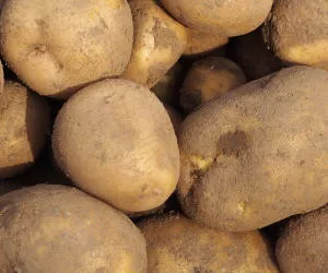 Kartoffel Pflanzenschutz
