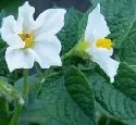 Kartoffelanbau: Blumenkohl gegen Rhizoctonia