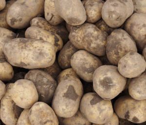 Kartoffelanbau