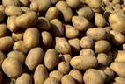 Kartoffelernte 2008: Ertrge gut - Verbraucherpreise stabil 