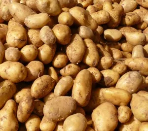 Kartoffelernte 2019