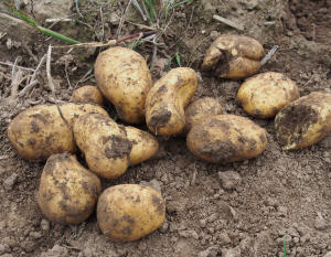Kartoffelernte 2020 Thringen