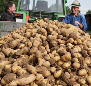 Kartoffelernte Brandenburg 2013