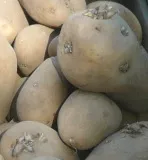 Kartoffelhandelsverband: Ad hoc Stellungnahme zur EU-Sortenzulassung Amflora